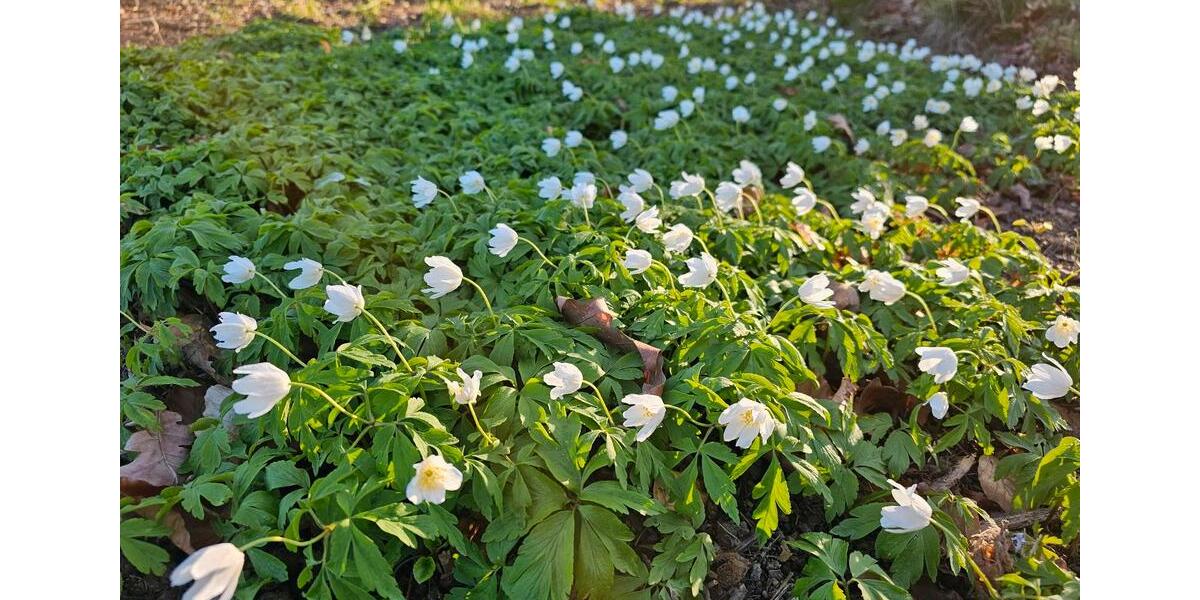 Mehrfamilienhaus, Wohnhaus Pausa-Mühltroff Mühltroff - 9 Zimmer, 300 m&sup2;, 655.000&euro; | Angebot:26128581