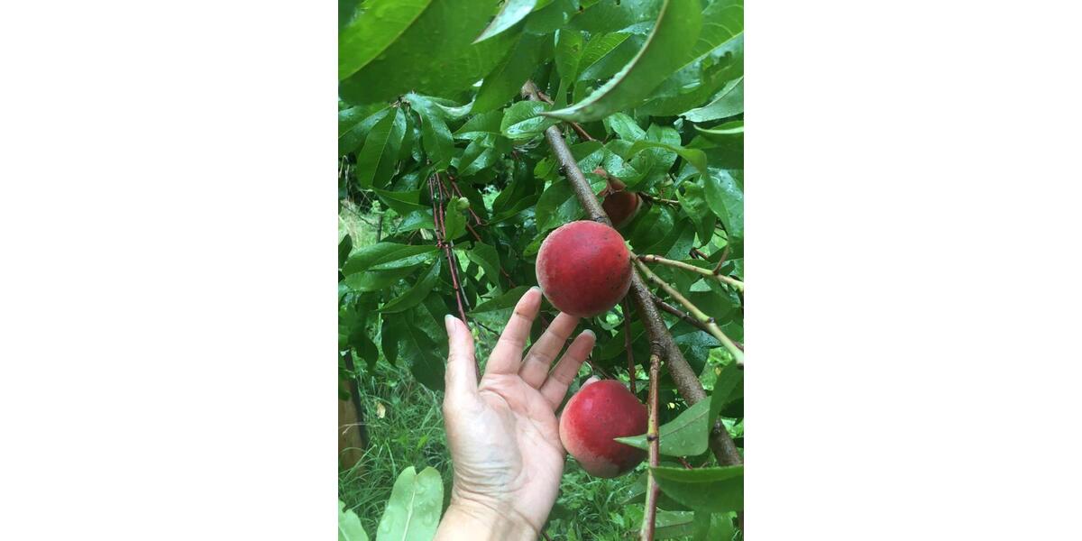 Bauernhaus, Landhaus Gefell - 12 Zimmer, 300 m&sup2;, 370.000&euro; | Angebot:25803486