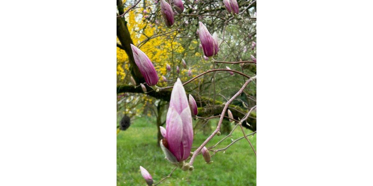 Einfamilienhaus Stammbach - 6 Zimmer, 120 m&sup2;, 325.000&euro; | Angebot:26176488