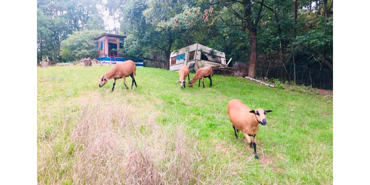 Bauernhaus, Landhaus Gefell - 12 Zimmer, 300 m&sup2;, 370.000&euro; | Angebot:25803486