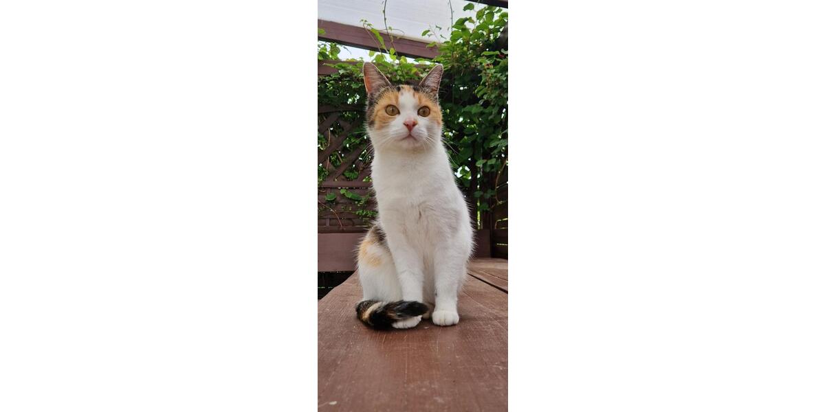 Etagenwohnung Gefell - 6 Zimmer, 180 m&sup2;, 390&euro; | Angebot:26020431