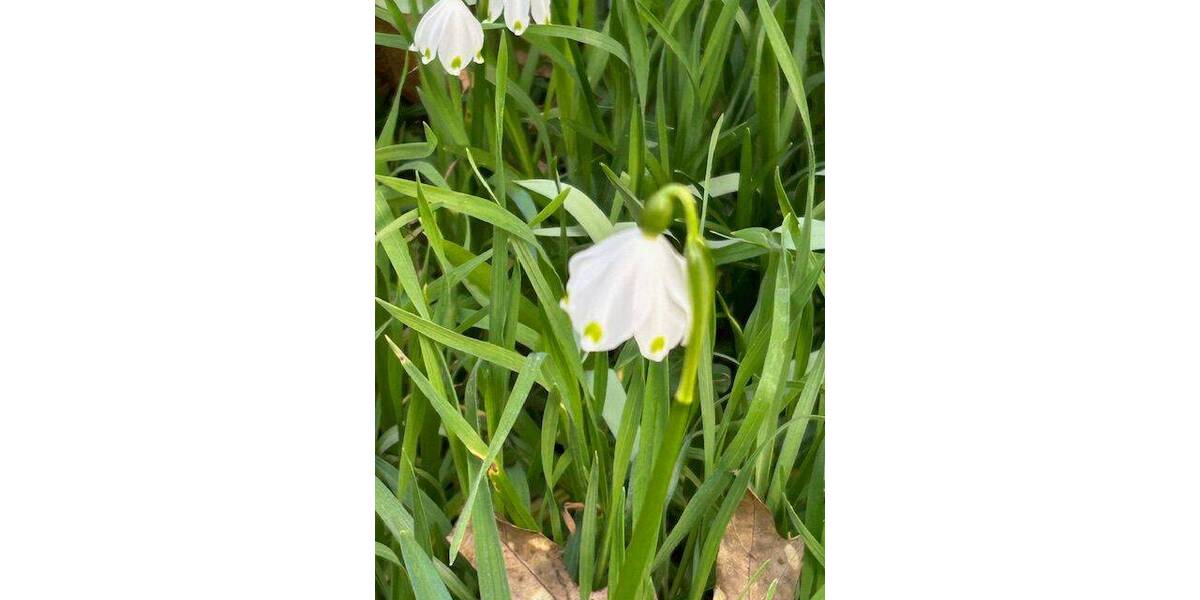 Einfamilienhaus Stammbach - 6 Zimmer, 120 m&sup2;, 325.000&euro; | Angebot:26176488